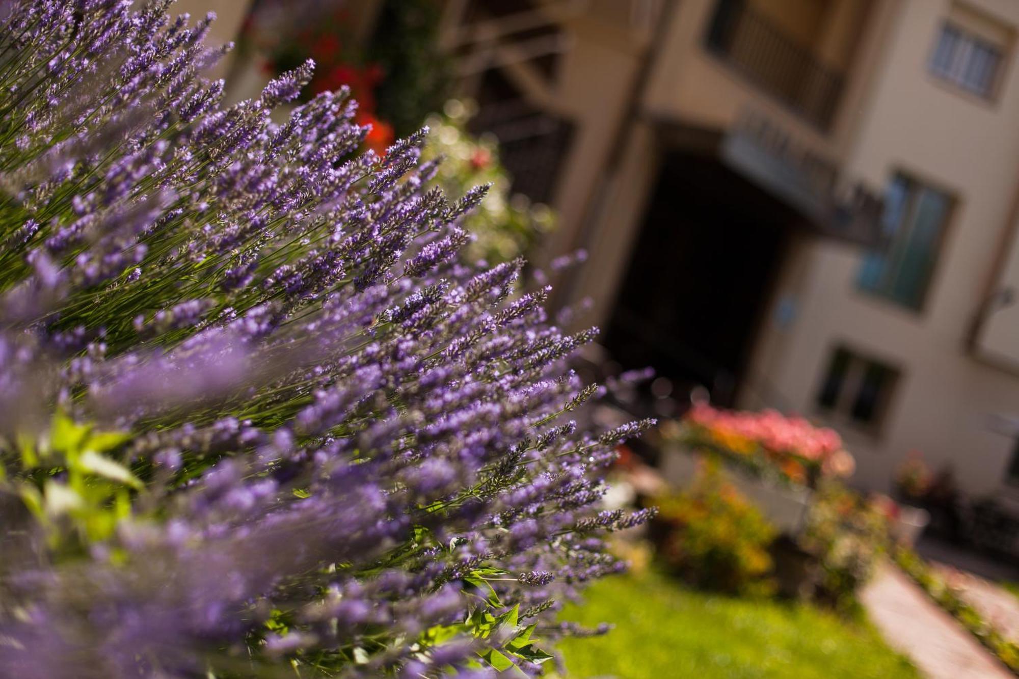 Hotel Catalunya Park Ribes De Freser Eksteriør billede
